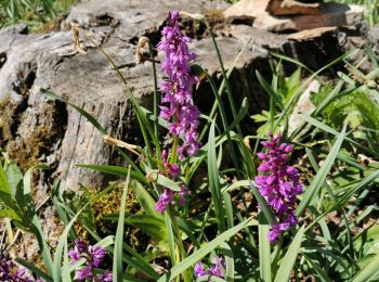 Tour Wandern Nans - roches de Nans  - Photo