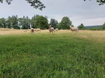 Excursión Senderismo Chalvignac - 20210617 Chalvignac - Photo