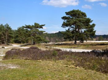 Trail On foot Heerlen - Brunssummer Heide Lichtblauwe route - Photo