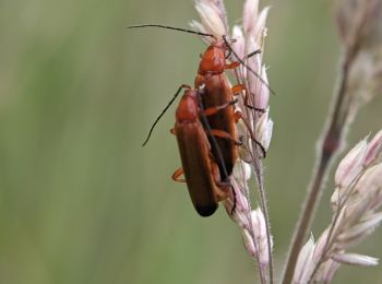 Randonnée A pied Inconnu - Ochsentour (Rieselfelder Münster) - Photo