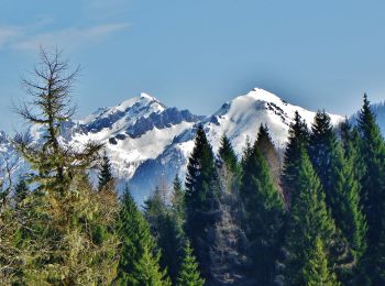 Randonnée A pied Scurelle - (SI C13S) Rifugio Malga Conseria - Forccella Magna - Passo dei Pastori - Rifugio Brentari alla Cima d'Asta - Forcella di Val Regana - Caoria - Photo