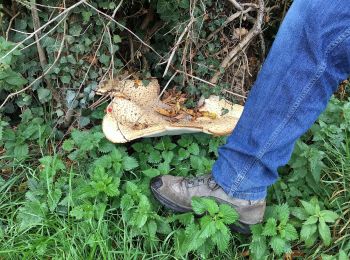 Tour Wandern Ittre - #221031 - Virginal-Samme, Bois des Nonnes, Canal, GRP127 - Photo