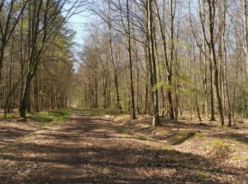 Randonnée Marche Saint-Nicolas-d'Aliermont - St Nicolas d'aliermont forêt d'arques - Photo