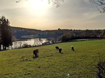 Randonnée Vélo Waimes - Province de Liège tourisme - Le lac de Bütgenbach - Photo