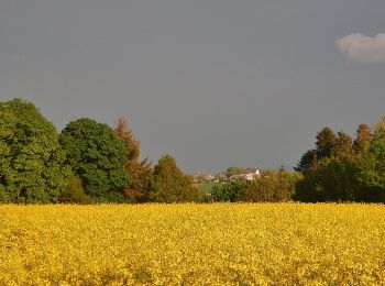 Tocht Te voet Bad Teinach-Zavelstein - Sägberg - Kirchhalde - Photo