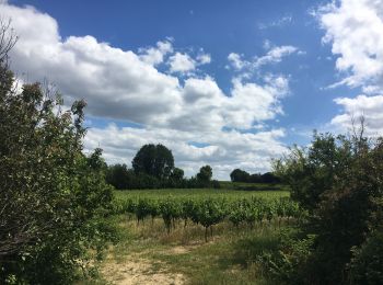 Excursión Senderismo Entre-Vignes - M34 - SAINT CHRISTOL - SAINT GÉNIES DES M. - le 27.10.2019 - Photo