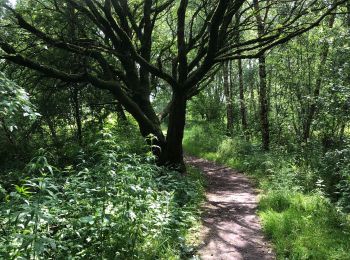 Tocht Stappen Steenbergen - Dintelse Gorzen - Photo