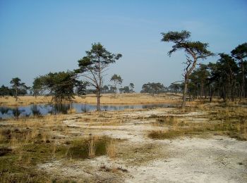 Randonnée A pied Woensdrecht - Wandelpad Mier - Photo