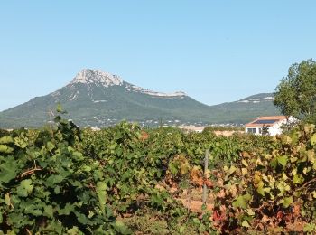 Tocht Stappen La Crau - château d Hyères-16-09-22  - Photo