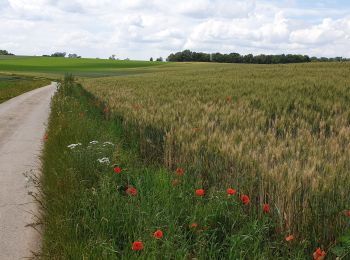 Randonnée Marche Les Bons Villers - Frasnes 20.06.19 - Photo