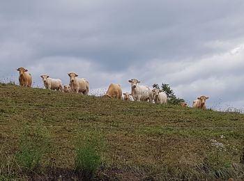 Tocht Stappen Le Gua - Le Balcon des Petits Amieux - Photo