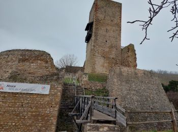 Tocht Stappen Niedermorschwihr - Club Vosgien Labaroche - Rando 17/01/2025 - Niedermorschwihr/Katzenthal - Photo