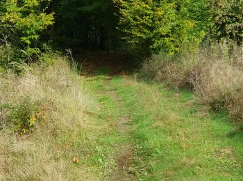 Tocht Mountainbike Saint-Clément - sortie vtt du 18102020 Lunéville vitrimont  - Photo