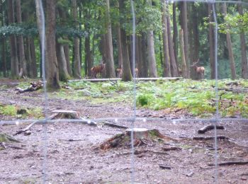 Tour Wandern Saint-Hubert - RB-Lu-26_Saint-Hubert_via-racc-1-et-2 - Photo