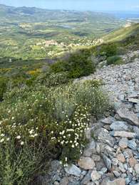 Tocht Stappen Olmeta-di-Tuda - OLMETA  - Photo