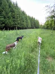 Tocht Stappen Léglise - Bombois tour moyen - Photo