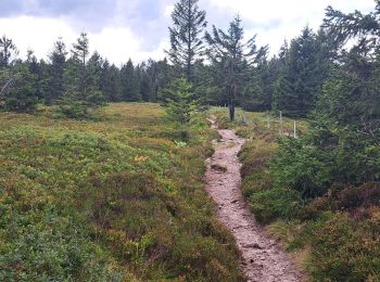 Randonnée Marche Le Valtin - VOSGES 2023 - Col de la Schlucht - Les Rochers de Hirschteine - Photo