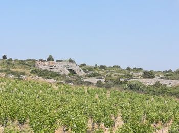 Excursión Senderismo Roquefort-des-Corbières - boucle pastorale 2019 - Photo