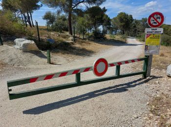 Excursión Bici de montaña Vallabrègues - Vallabrègues Boulbon (moulin) - Photo