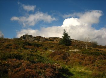 Tour Zu Fuß West Devon - Bellever Trail - Photo