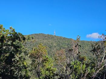 Excursión Senderismo Pignans - Balade dans les Maures - Photo