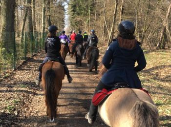 Trail Horseback riding Creutzwald - Falck Forêt de la Houve - Photo