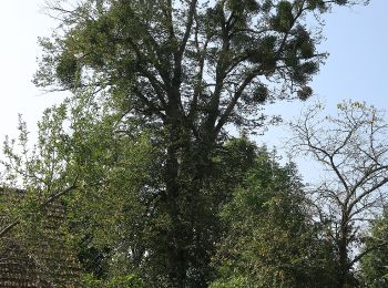 Tocht Te voet Ollersdorf im Burgenland - Kleiner Vitalwanderweg (Stegersbach) - Photo