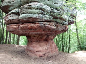 Randonnée Marche  - Pirmasens - Felsenwald - Photo