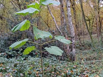 Tocht Stappen Vauchassis - Vauchassis Bercenay - Photo