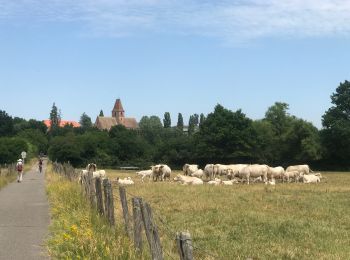 Trail Walking Walbourg - 2023-06-18-Abbatiale de Walbourg - Photo