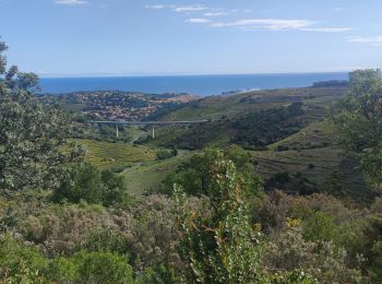 Trail Walking Collioure - COLLIOURE. / ND Consolation /   - Photo