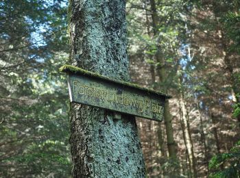 Tocht Te voet Harz (LK Goslar) - Harzklub-Weg 10G - Photo