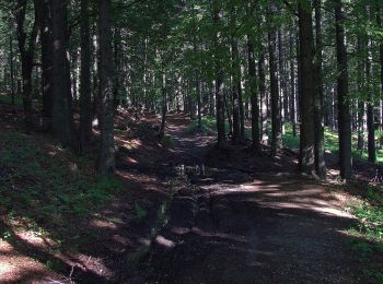 Tocht Te voet Slovenska Bistrica - Pohodna pot Kebelj - Trije Kralji - Photo