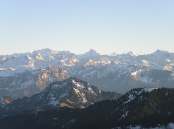 Tocht Te voet Arth - Rigi Kulm - Dächli - Photo