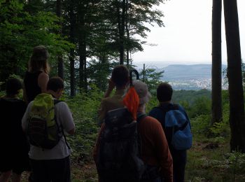 Tocht Te voet Obersulm - Obersulmer Rundwanderweg 3 - Photo