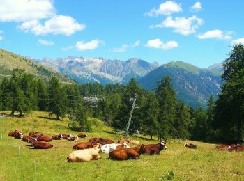 Excursión A pie Valdeblore - Le Caïre Gros - Photo