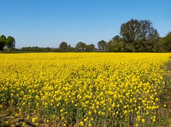 Trail On foot Montferland - Bekermark - Photo