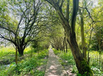 Tocht Stappen Tongeren - De Kevie : la promenade du Geer à Tongres  - Photo