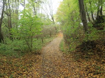 Tocht Te voet Křečovice - [Ž] Psané skály - Třebsín - Photo