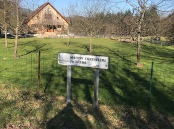 Tour Wandern Urmatt - Lutzelhouse Rosinen Fels , cascade,séquoia  - Photo