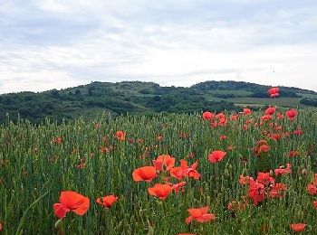 Tour Wandern Chas - Chas_Puy_Pileyre - Photo