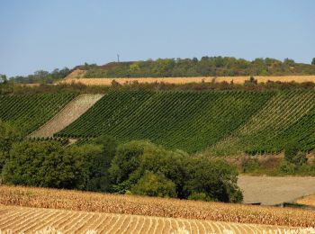 Tour Zu Fuß Kuttolsheim - Circuit des Trois Chapelles - Photo