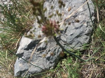 Tour Wandern Briançonnet - LaSagnesud - Photo