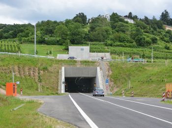 Tocht Te voet Schriesheim - Rundwanderweg Schriesheim 5: Branichweg - Photo