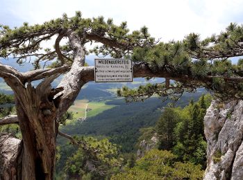 Randonnée A pied Gemeinde Höflein an der Hohen Wand - Puma-Runde - Photo