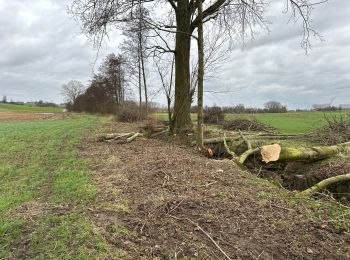 Trail Walking Ellezelles - La Hamaide 9,2 km - Photo