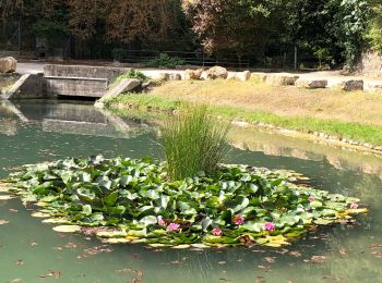 Tocht Stappen Bargemon - Le bois de ciste - Photo