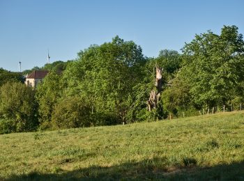 Trail On foot Lichtenau - A6 (Dalheim) - Photo