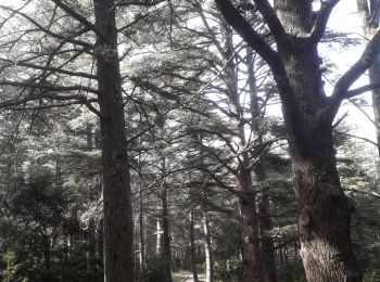 Percorso Marcia Bonnieux - Forêt des cèdres - Photo