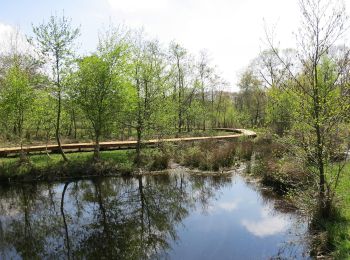 Excursión A pie Hasselt - Kiewit Wildernis route - Photo